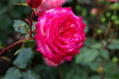 15 Best Varieties of Grandiflora Roses - Best Landscape Ideas