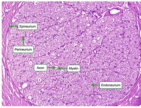 Histology Of Muscle And Nerves Lab