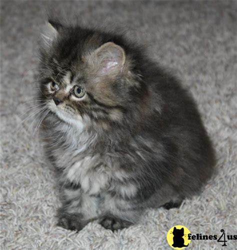 Persian Kitten for Sale: Persian tabby male kitten doll faced in ...