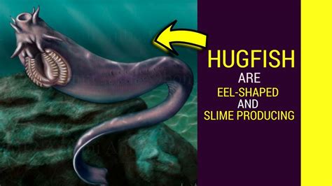 Hagfish facts for kids facts about this amazing animal - YouTube