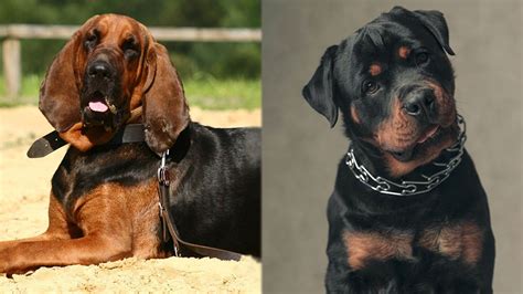 Bloodhound Rottweiler Mix: Info, Pictures, Care Guide & Traits | Hepper