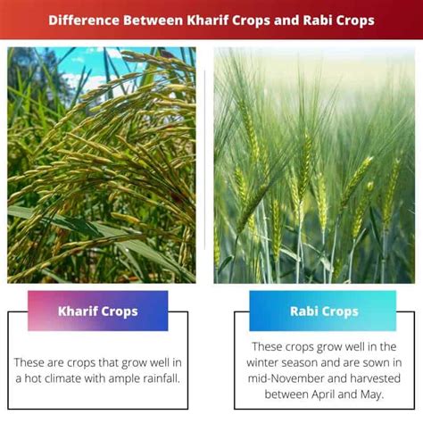 Kharif Crops vs Rabi Crops: Difference and Comparison