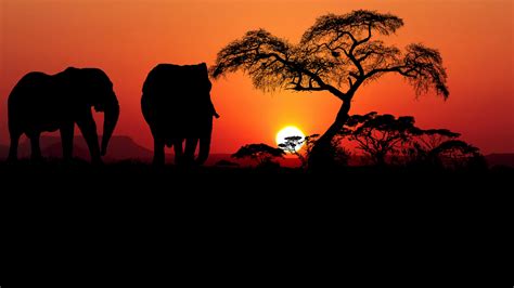 Download wallpaper: Sunset in Savanna 3840x2160