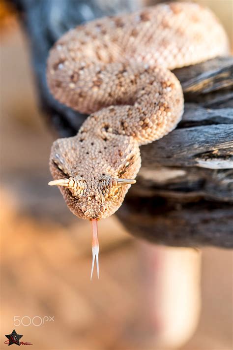 Horned viper | Poisonous snakes, Viper snake, Cute reptiles