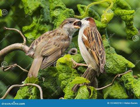 An Adult Male House Sparrow Passer Domesticus Feeding a Baby Stock Photo - Image of nature, eyes ...