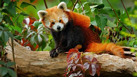 How Many Red Pandas Are Left in the Wild? | Reader's Digest Canada