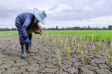 Crops & Food Archives | Genetic Literacy Project