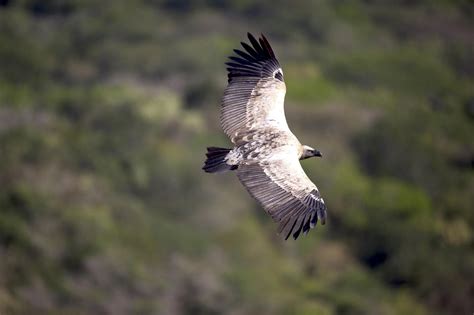 Soaring into Action for International Vulture Awareness Day – Ford Wildlife Foundation Empowers ...