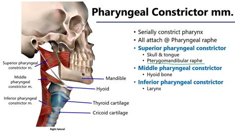 Pharyngeal Muscles LO7 - M1 Anatomy Learning Objectives - YouTube