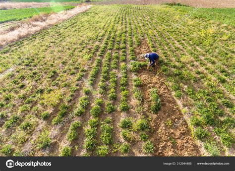 Farmer Harvesting Peanuts Plants in Large Green Peanut Crop Stock Photo ...