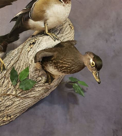 Wood Duck Mounts | Drake Wood Duck Mount | Texas Waterfowl Mounts