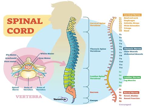 the spiral cord is an important part of any human's nervous system stock photo