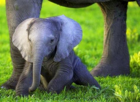 Baby Elephant Wallpaper - WallpaperSafari