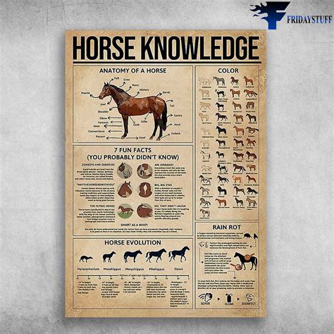 Horse Knowledge - Anatomy Of A Horse, Color, 7 Fun Facts, You Probably Didn't Know, Horse ...