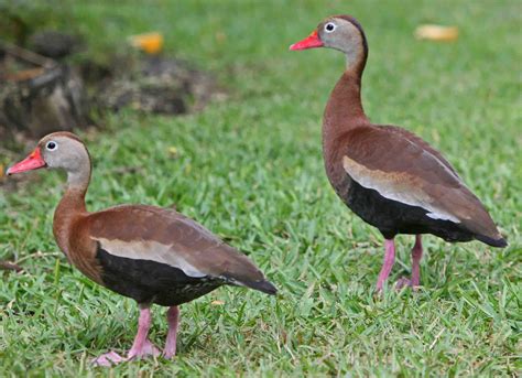 Birds found in the Lower Rio Grande Valley of South Texas