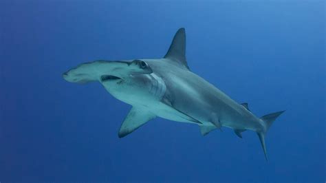 Hammerhead Shark Wallpapers - Top Free Hammerhead Shark Backgrounds - WallpaperAccess