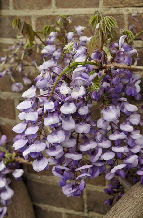 Types of Wisteria | Garden Design