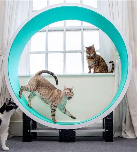 Building Your Own Purrfect Cat Exercise Wheel: 3 Fun Facts