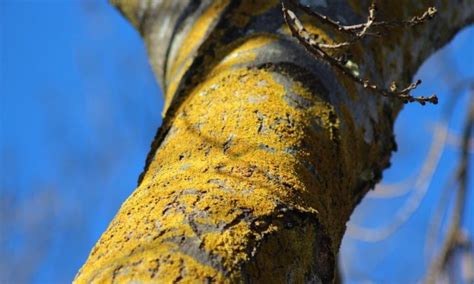 A few effective tips for easy lichen removal