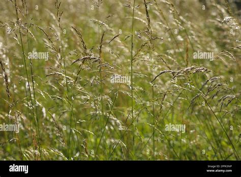 Tufted tussock grass (Deschampsia cespitosa) seed heads, Powys, Wales, United Kingdom Stock ...