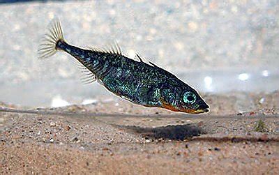 Threespine Stickleback | Online Learning Center | Aquarium of the Pacific