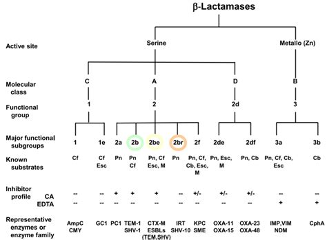 Beta-lactamase: functional classification - Online Biology Notes