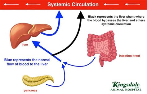 Liver Shunt In Dogs: Causes, Symptoms And Treatment | Kingsdale Animal ...