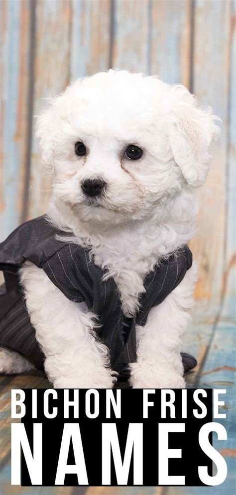 Bichon Frise Names - 250 Perfectly Fitting Names For A Bichon Frise Pup