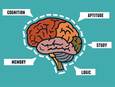 Brain Development Thru Training and Learning - KNOWLEDGE