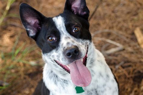 Border Heeler (Blue Heeler & Border Collie Mix) Info, Pictures, Facts ...