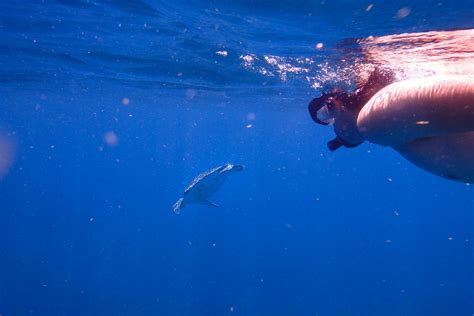 Snorkeling en Martinique | Mes meilleurs spots et mes conseils pour ...