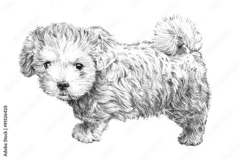 black and white hand drawn puppy dog picture, adorable puppy dog sketch ...