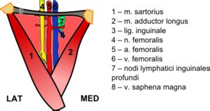 Femoral Triangle - Physiopedia