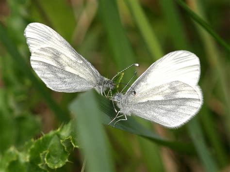 Wood White | Butterfly Conservation