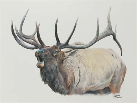 Pin by Laurel Barbieri on Elk | Elk drawing, Animal drawings, Wildlife art