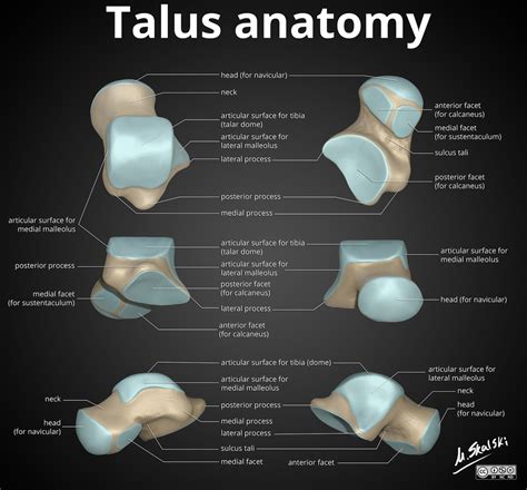 Talus Bone Anatomy - Anatomical Charts & Posters