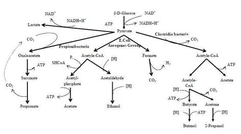 Figures Fig 1. Different pathways of propionic acid production ...