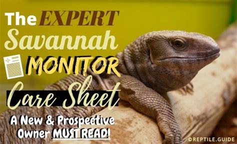 Savannah Monitor Care Sheet: What EVERY Owner Must Know...