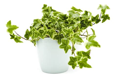 Hedera Helix stock image. Image of indoors, nature, flora - 201074887