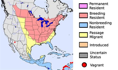 Baltimore Oriole - South Dakota Birds and Birding