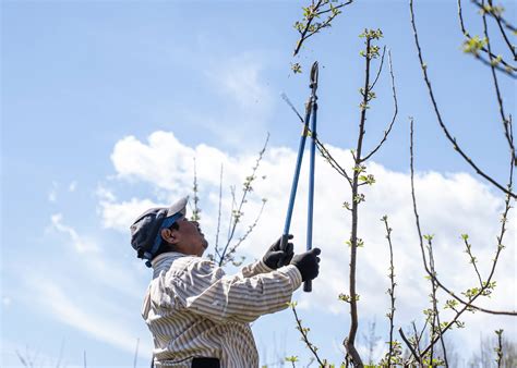 The Best Tree Pruners