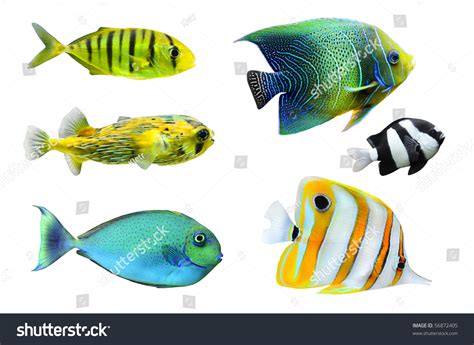 Tropical Fish Collection On White Background Stock Photo 56872405 : Shutterstock