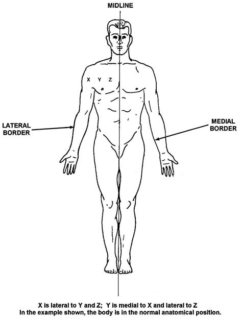 Lateral Anatomical Position