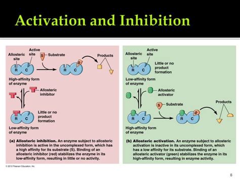 Enzyme regulation