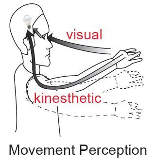 Highlight Photo: What do we see in each other: How the perception of motion drives social ...