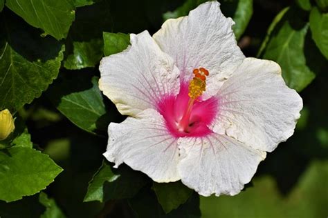 White Hibiscus | Flower seen on the Hamakua Coast on the Big… | Flickr