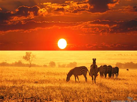 African Safari Wallpapers - Top Free African Safari Backgrounds - WallpaperAccess