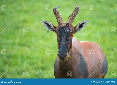 Topi Antelope in the Grassland of Kenya S Savannah Stock Photo - Image of africa, herbivore ...