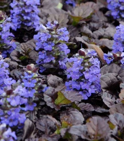 How to Care for Ajuga Plants – mygardenchannel