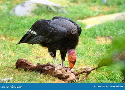 A California Condor Feeding on a Carcass Stock Image - Image of feeding, wildlife: 193175619